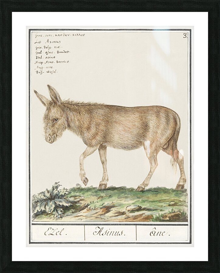 Donkey in vintage style Picture Frame print