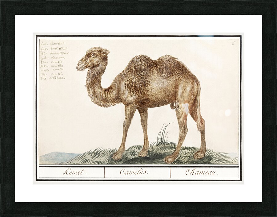 Camel in vintage style Picture Frame print