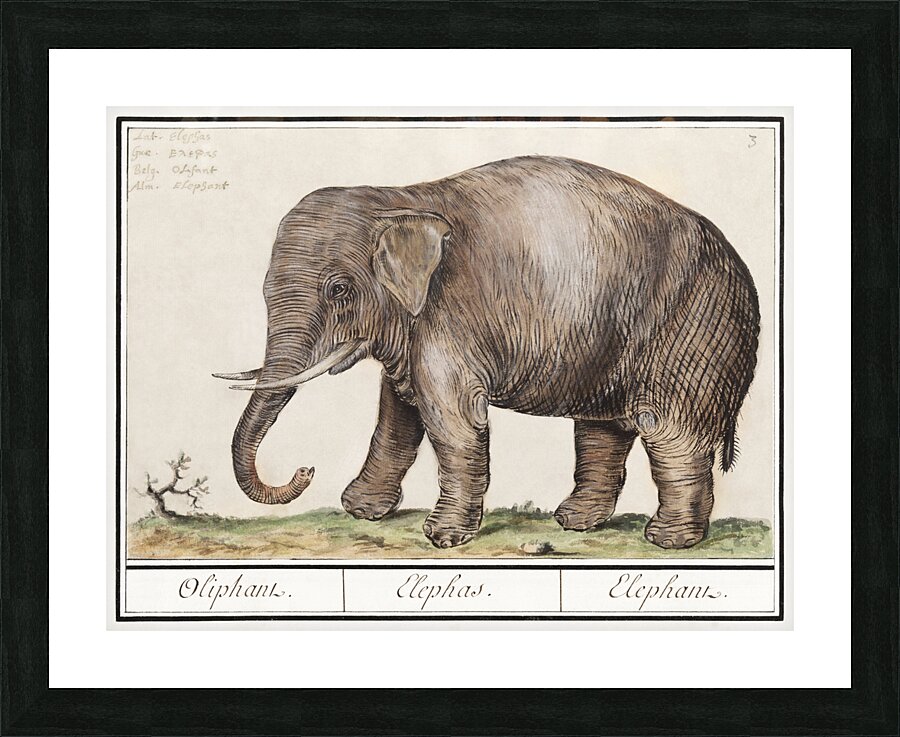 Elephant in vintage style Picture Frame print