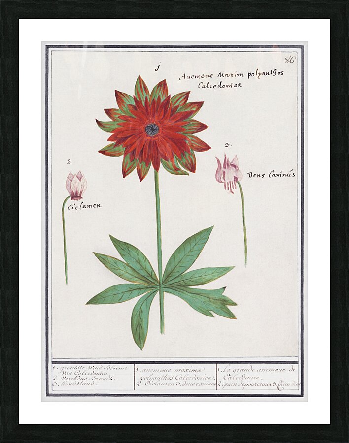 Anemone in vintage style Picture Frame print