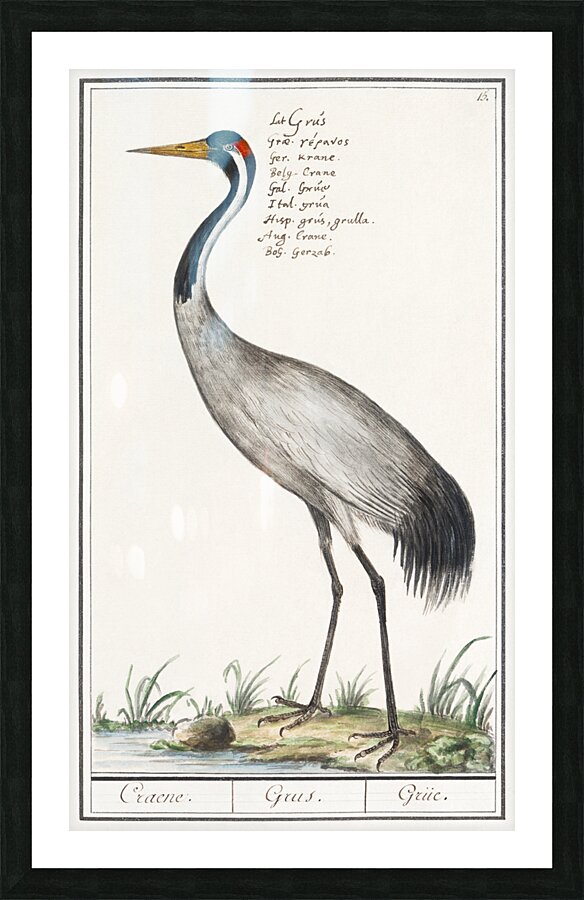 Crane in vintage style Picture Frame print