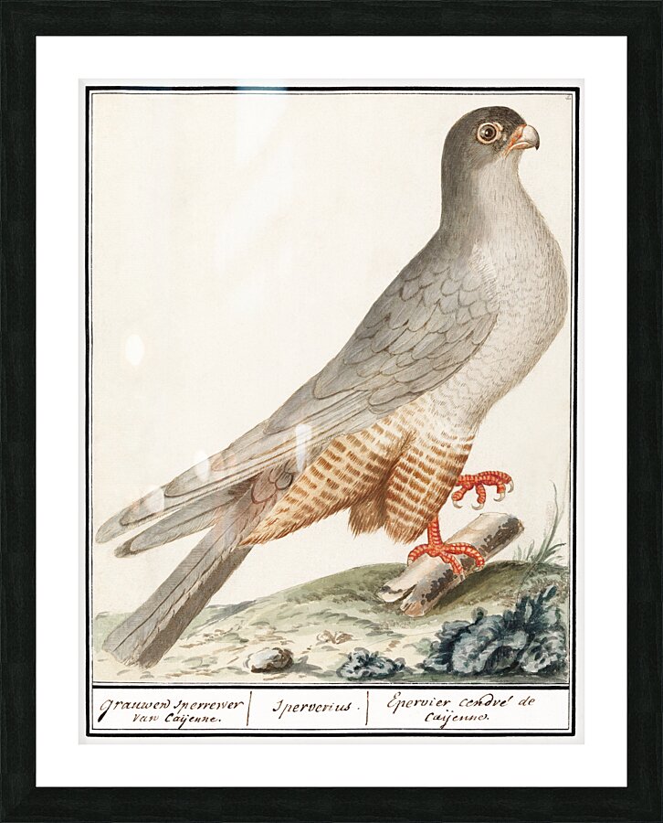 Red-footed falcon vintage style Picture Frame print