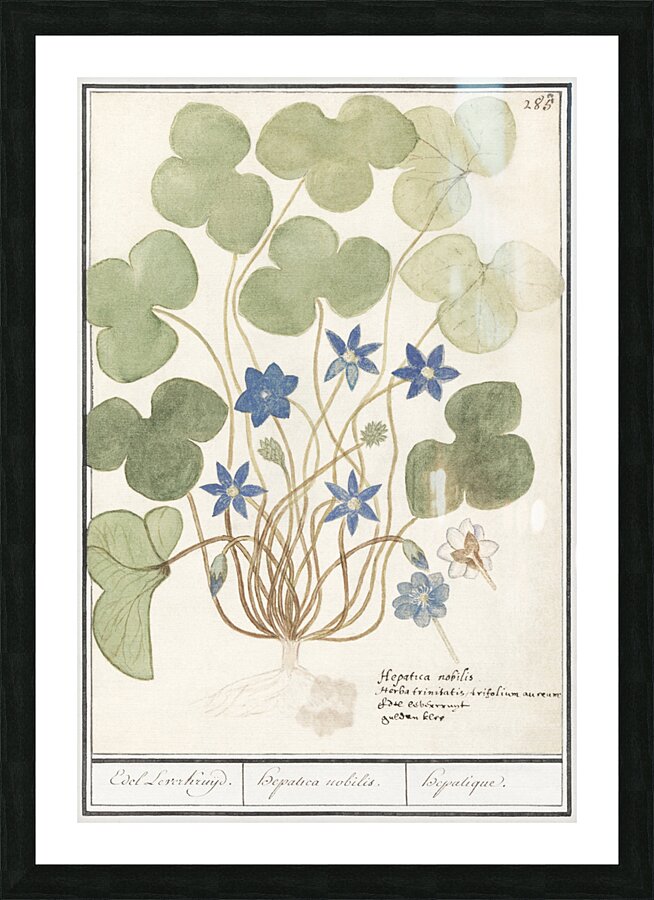 Hepatica in vintage style Picture Frame print