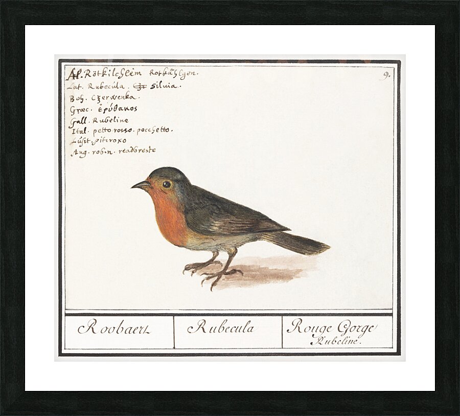 Robin in vintage style Picture Frame print