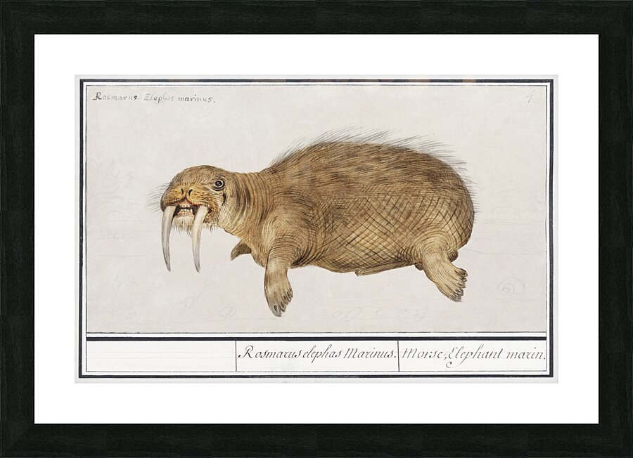 Walrus in vintage style Picture Frame print