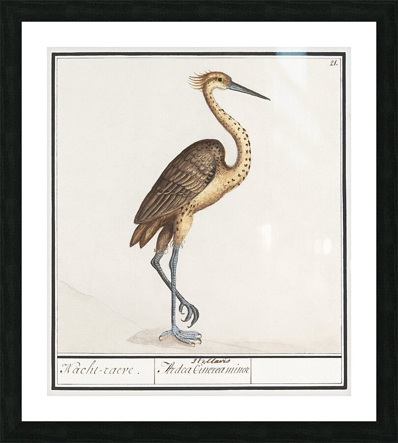 Heron in vintage style Picture Frame print