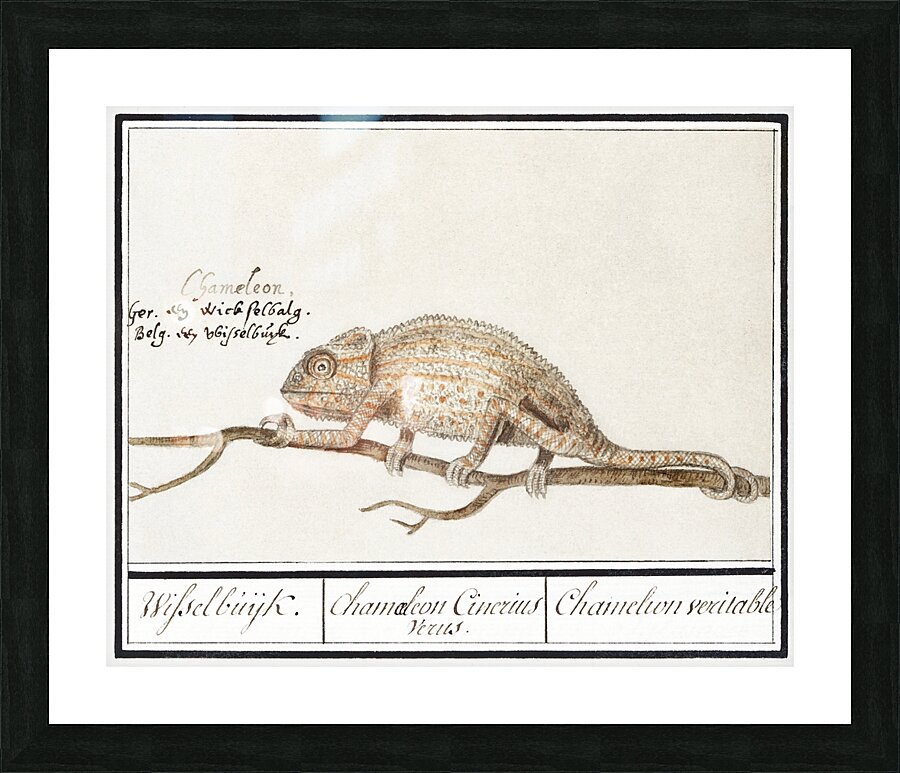 Chameleon in vintage style Picture Frame print