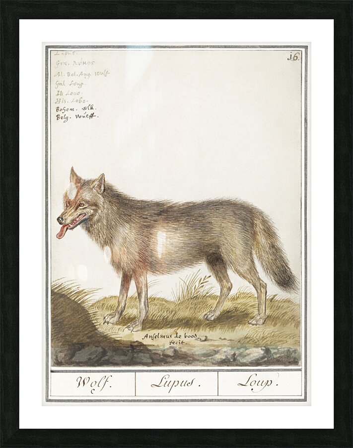 Wolf in vintage style Picture Frame print