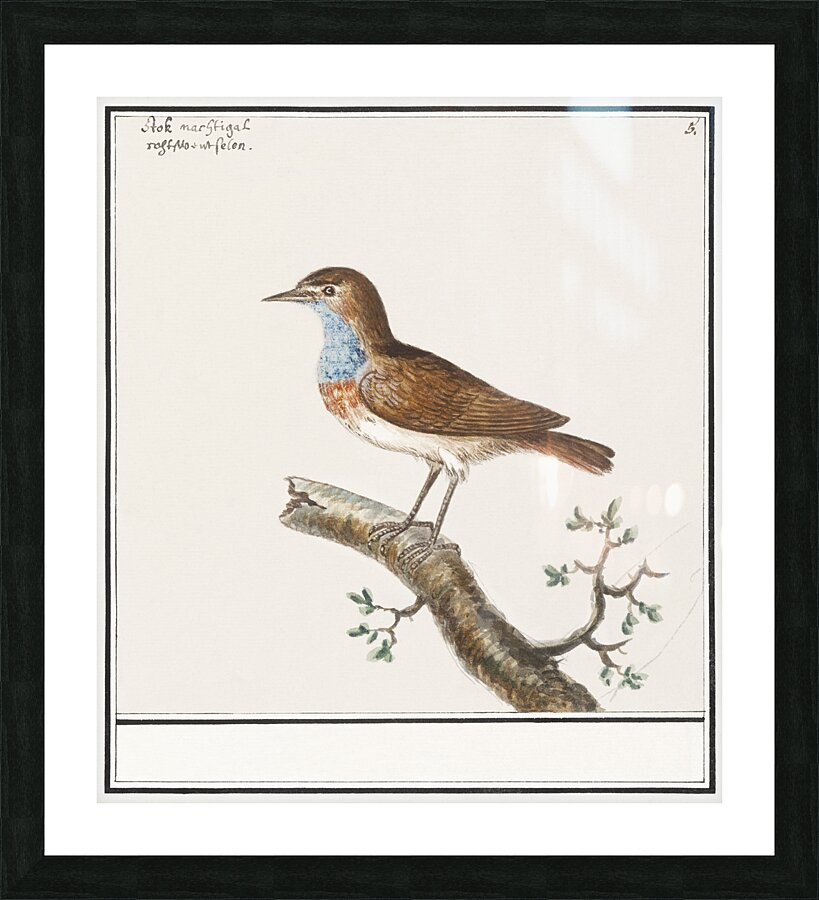 Bluethroat in vintage style Picture Frame print