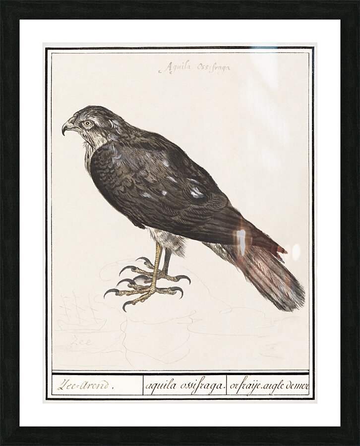 Sparrowhawk in vintage style Picture Frame print