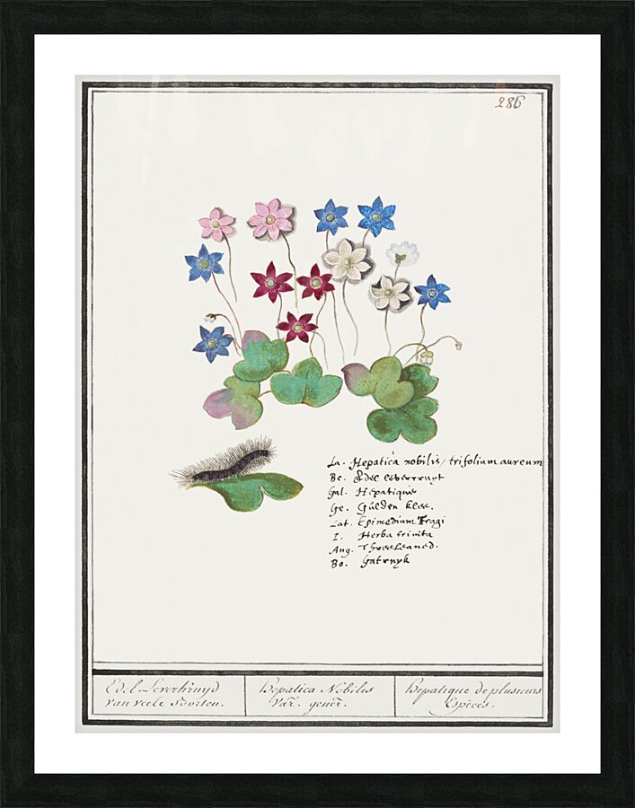 Liverleaf in vintage style Picture Frame print