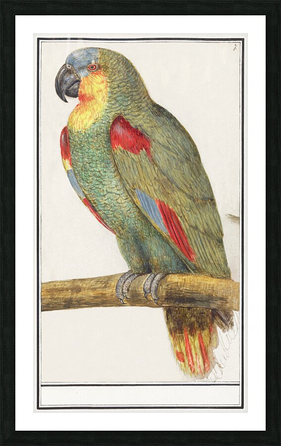 Parrot in vintage style Picture Frame print