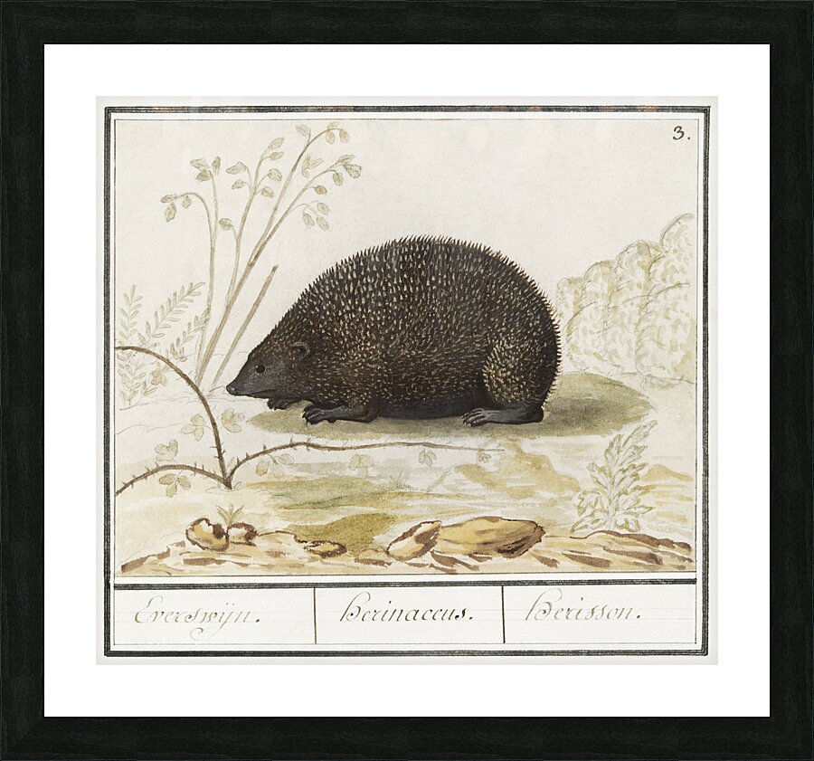 Hedgehog in vintage style Picture Frame print