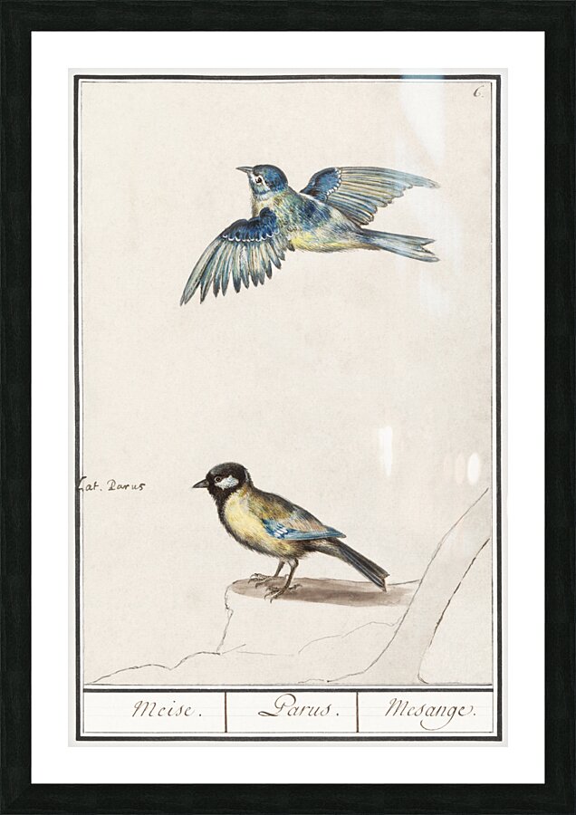 Passerines in vintage style Picture Frame print