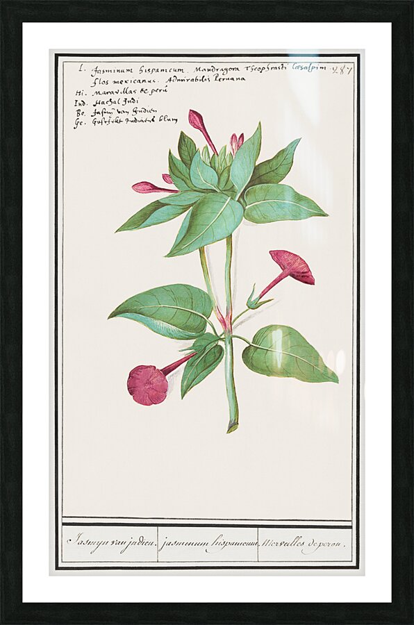 Marvel-of-peru in vintage style Picture Frame print