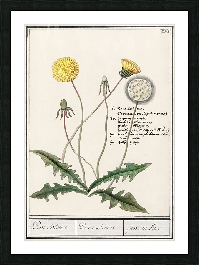 Dandelion in vintage style Picture Frame print