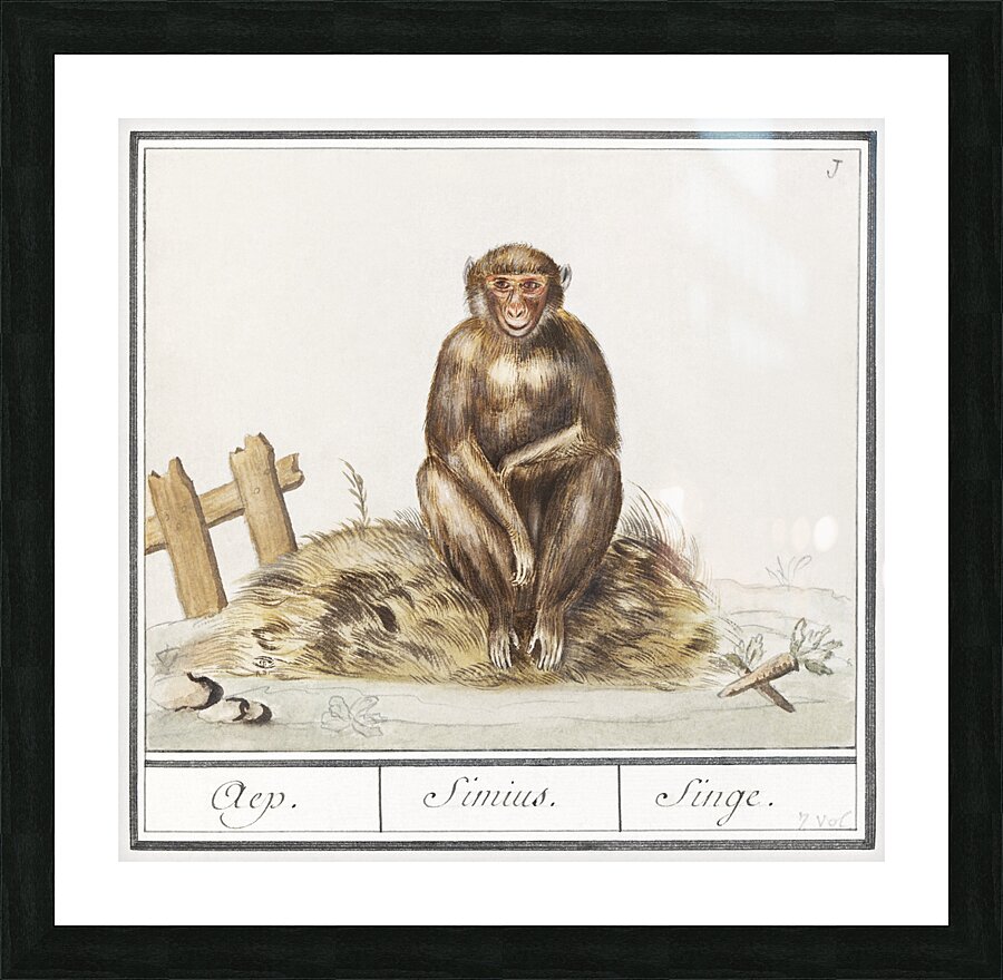 Monkey in vintage style Picture Frame print