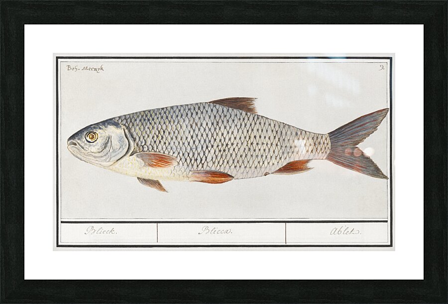 Silver bream in vintage style Picture Frame print