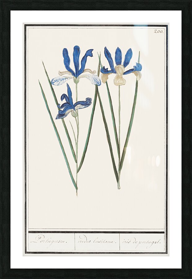 Blue iris in vintage style Picture Frame print