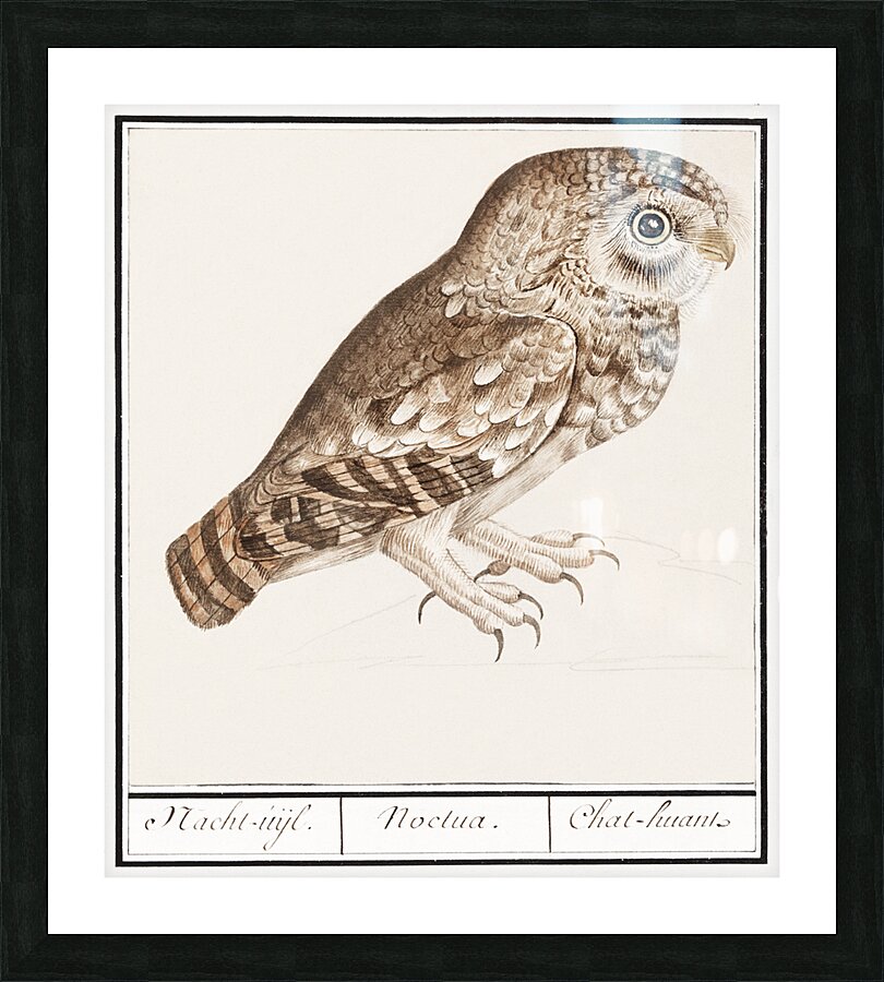 Owl in vintage style Picture Frame print