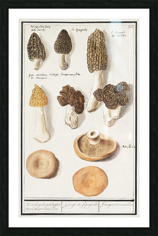 Mushrooms in vintage style Picture Frame print
