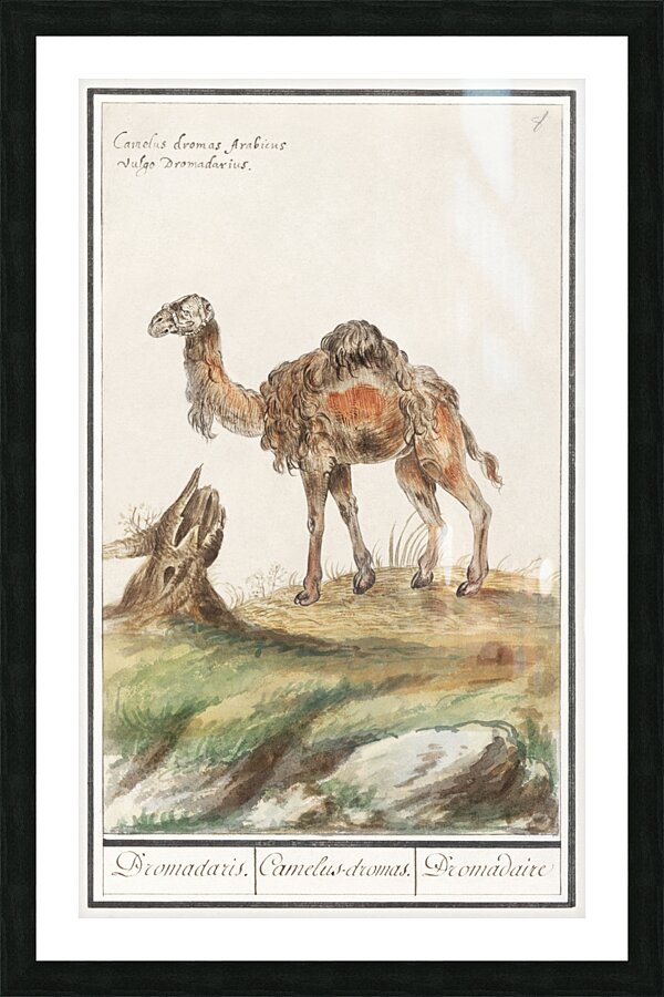 Dromedary in vintage style Picture Frame print