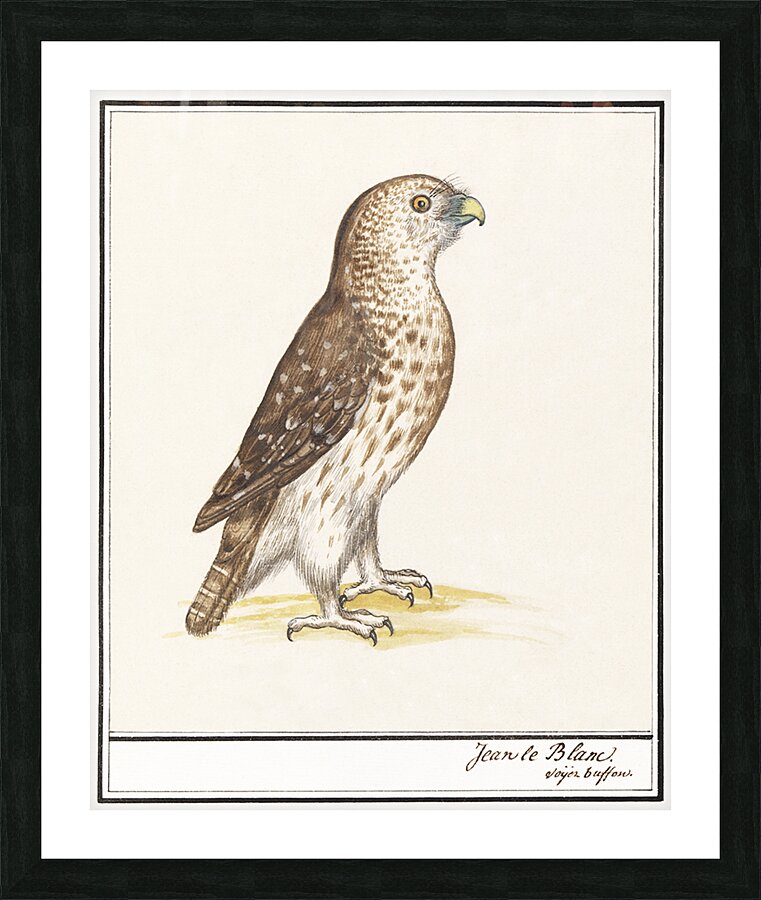 Short toed eagle in vintage style Picture Frame print