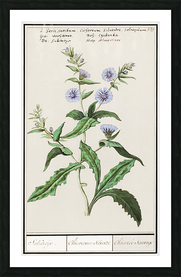 Chicory in vintage style Picture Frame print
