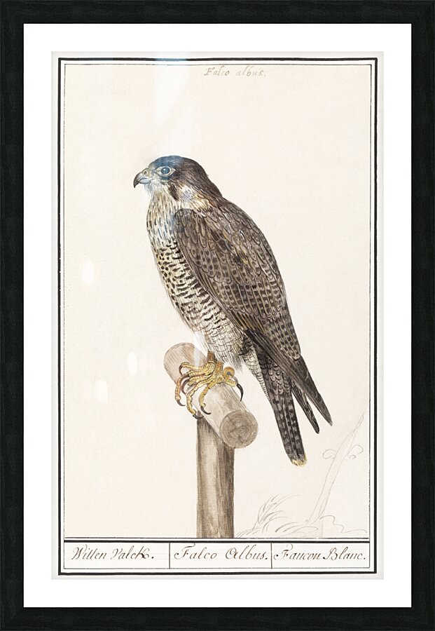 Peregrine falcon in vintage style Picture Frame print