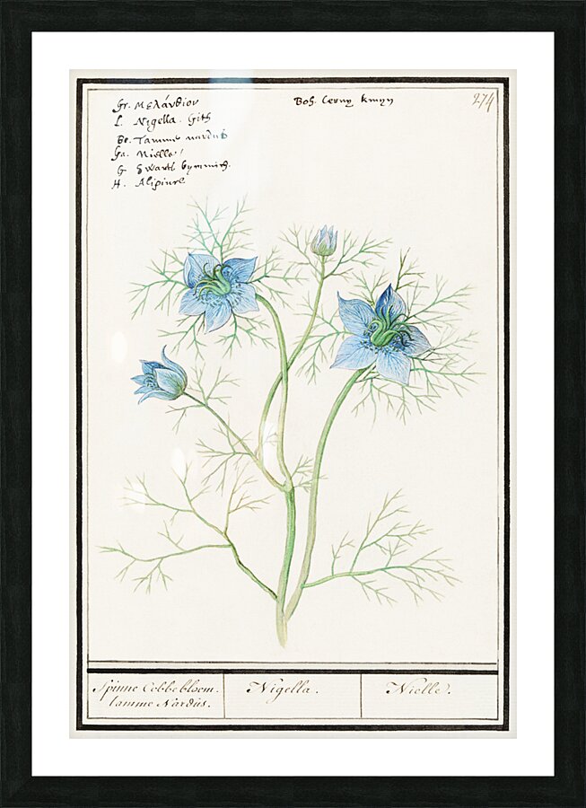 Love-in-a-mist flower Picture Frame print