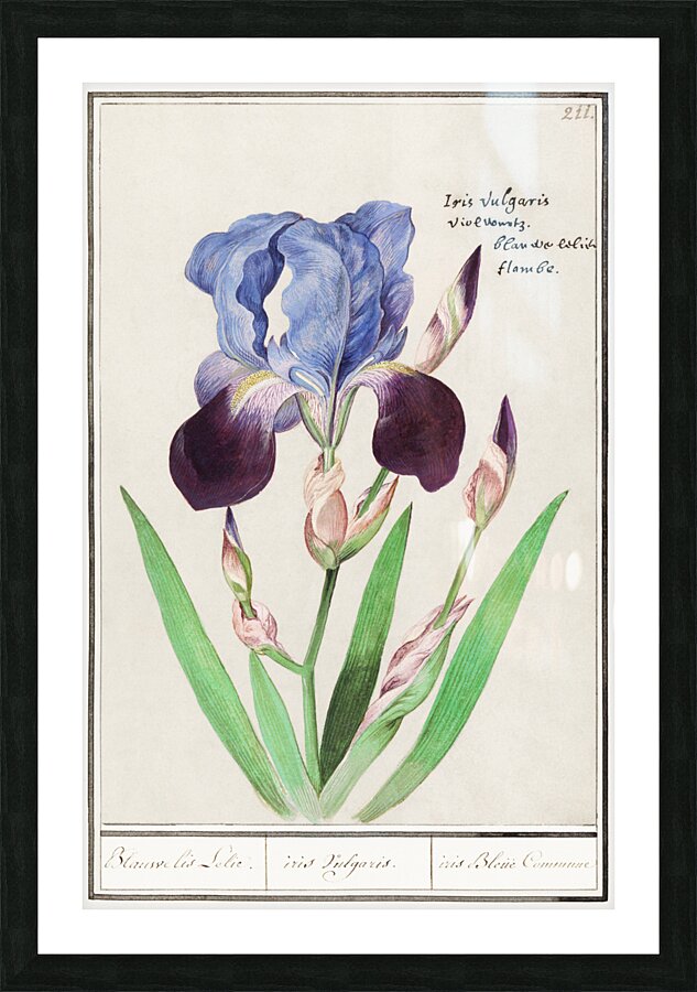 Purple iris in vintage style Picture Frame print