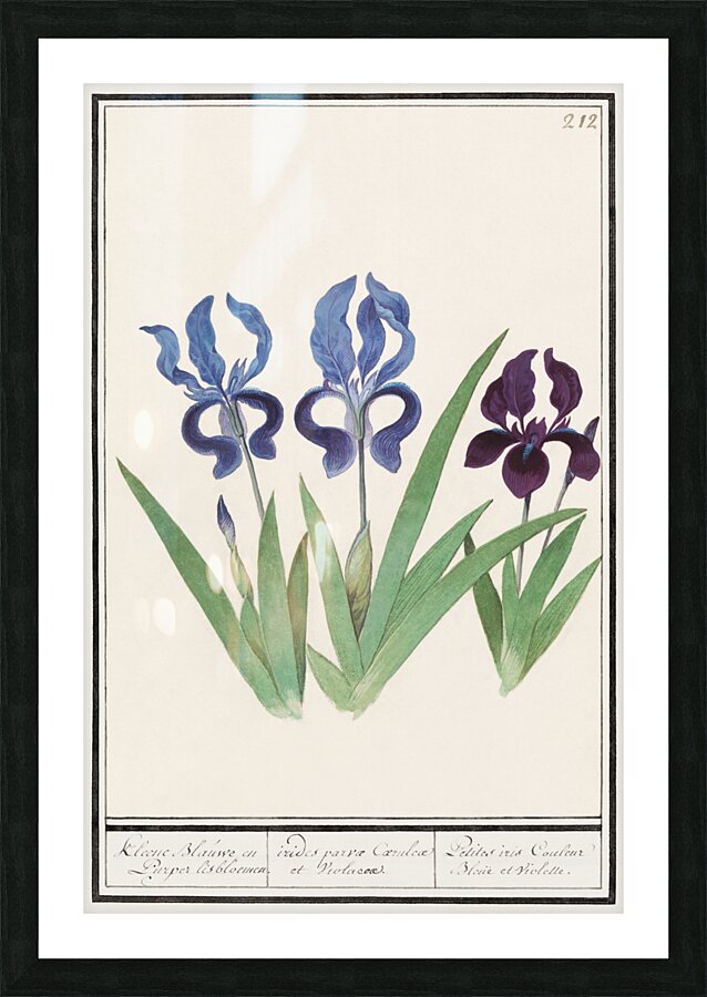 Purple iris vintage style Picture Frame print