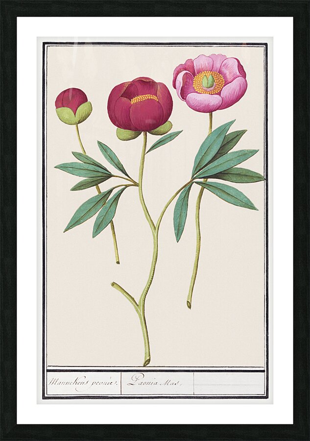 Peony in vintage style Picture Frame print