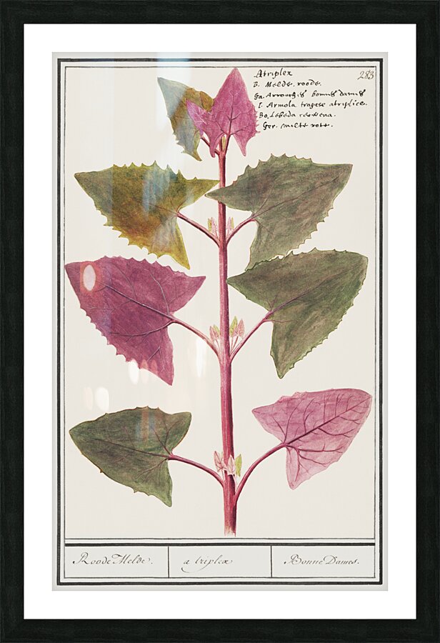 Garden orache in vintage stylered orache Picture Frame print