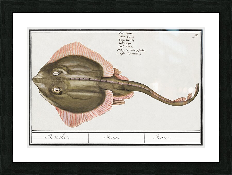 Rays in vintage style Picture Frame print