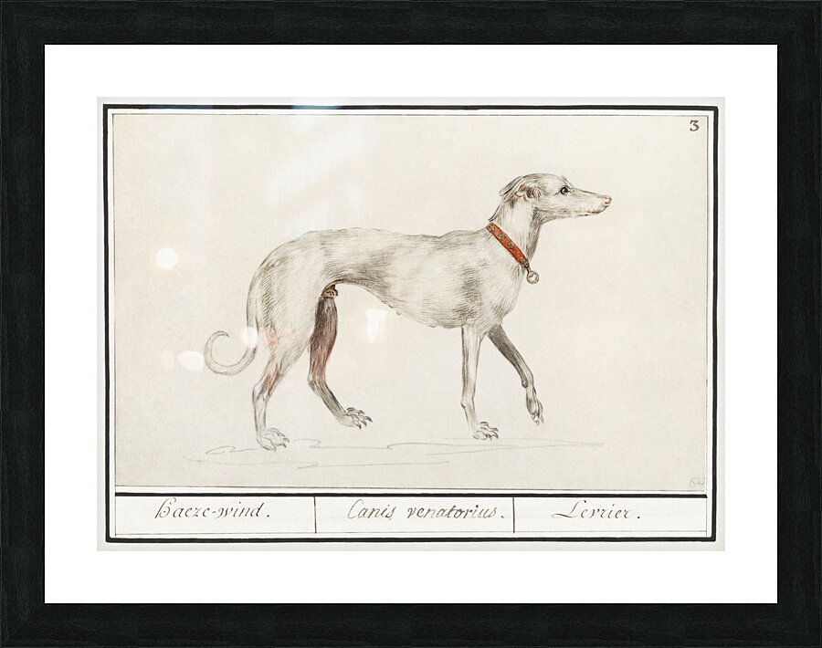Greyhound in vintage style Picture Frame print