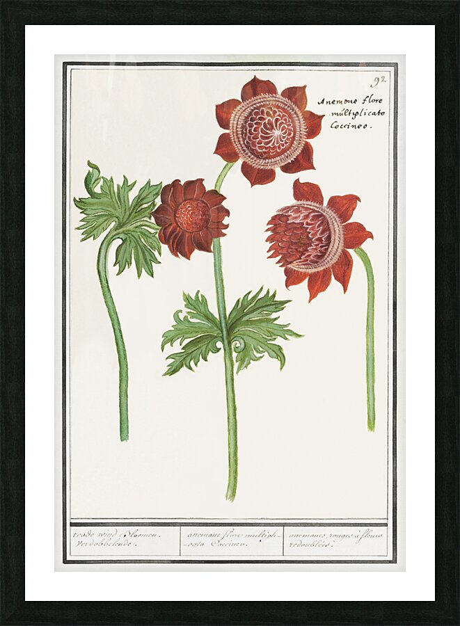 Anemone flower in vintage style Picture Frame print