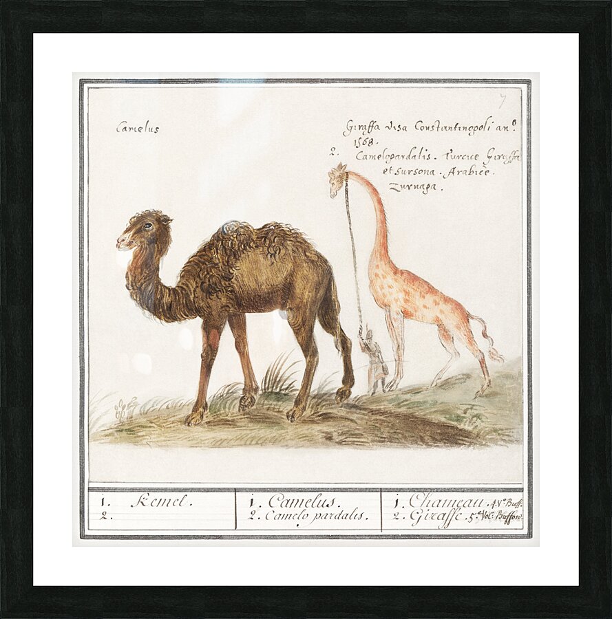 Anemone flower in vintage style Picture Frame print