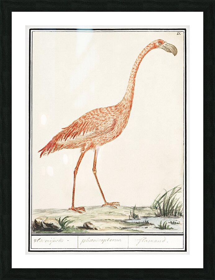 Flamingo in vintage style Picture Frame print