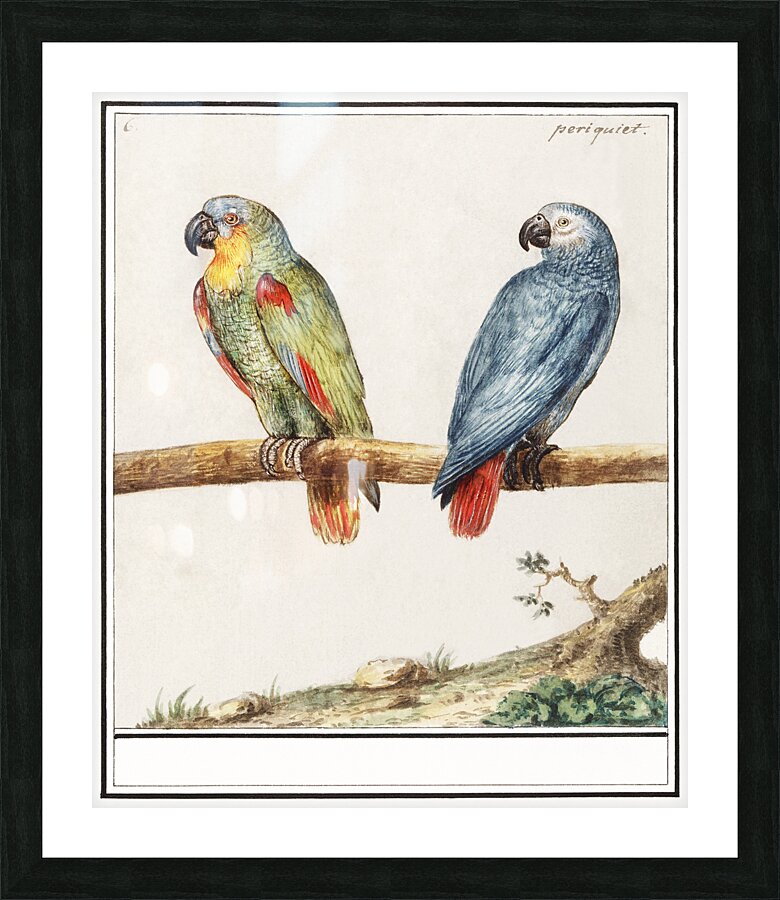 Parrots in vintage style Picture Frame print