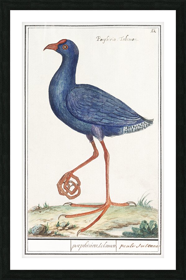 Swamphen in vintage style Picture Frame print