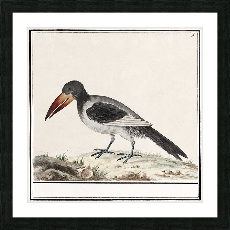 Unknown bird in vintage style Picture Frame print