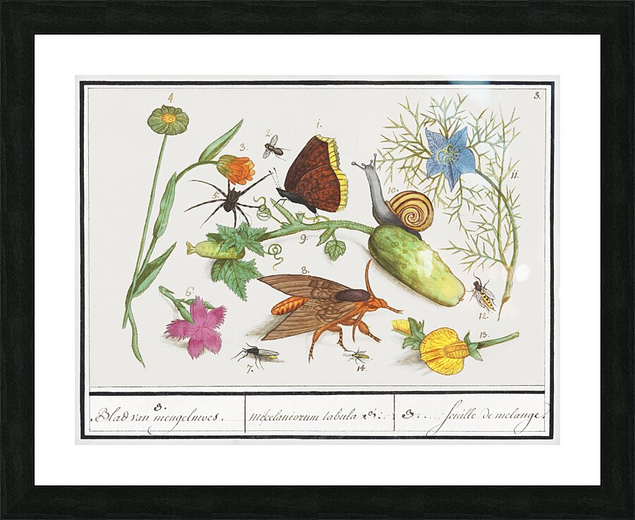 Nature ensemble in vintage style Picture Frame print