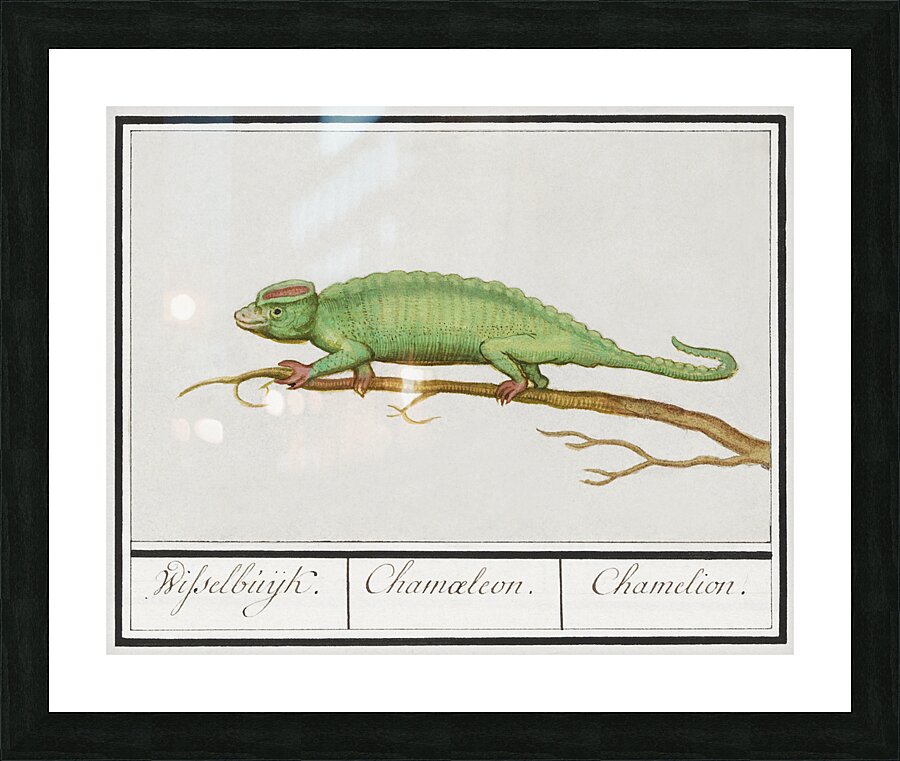 Chameleon in vintage style Picture Frame print