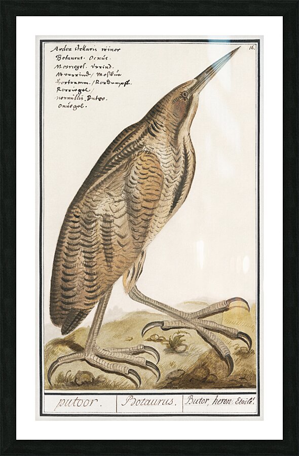 Bittern in vintage style Picture Frame print