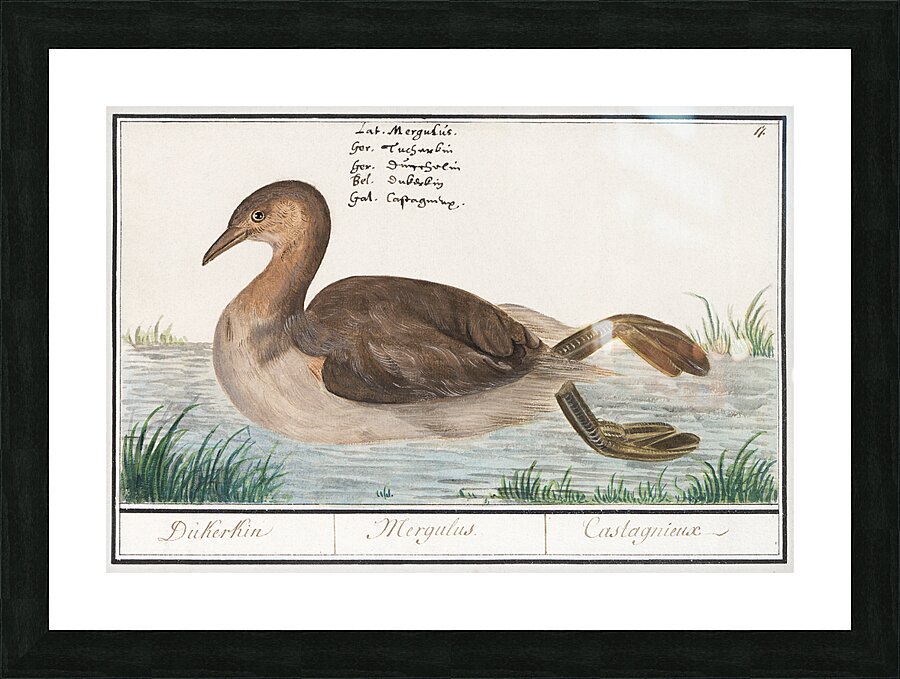 Little grebe in vintage style Picture Frame print
