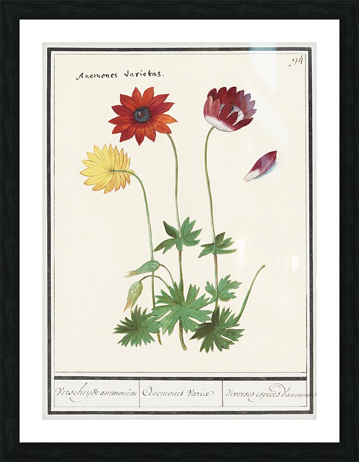 Anemone in vintage flower Picture Frame print