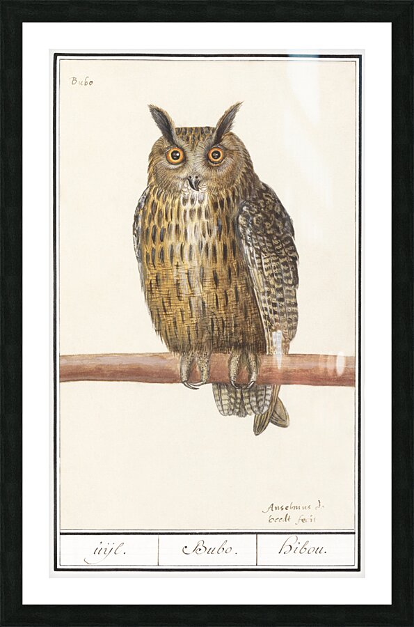 Long eared owl in vintage style Picture Frame print
