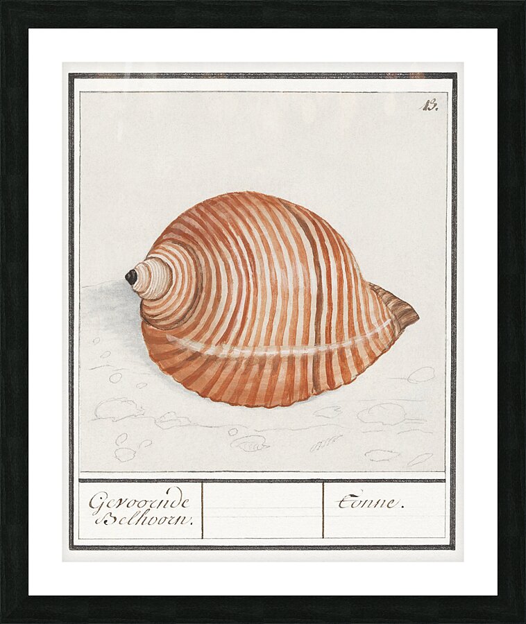 Sea shell in vintage style Picture Frame print