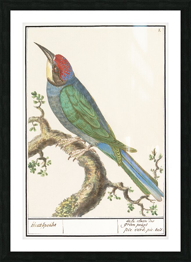 European bee eater in vintage style Picture Frame print